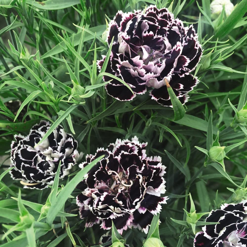 and White Dianthus plant