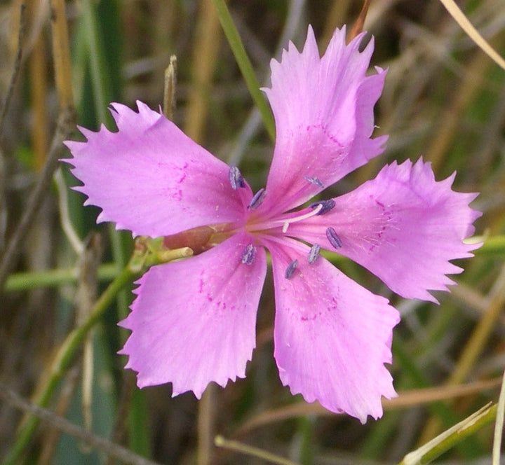 Pink White flower seeds