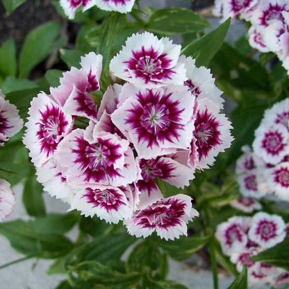 White and Violet Dianthus Flower Seeds for Planting – Heirloom Non-GMO Garden Seeds