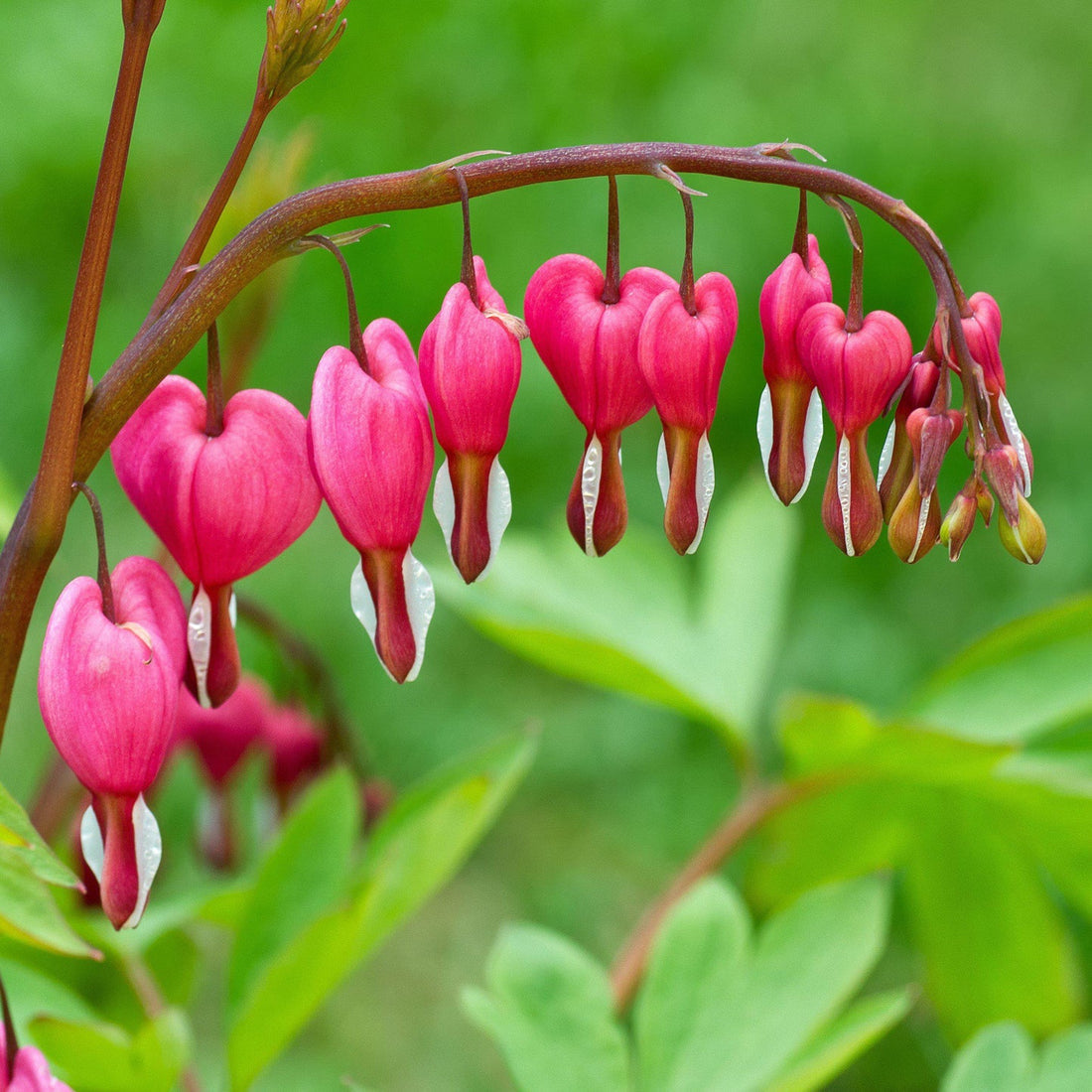 Pink Bleeding flower seeds