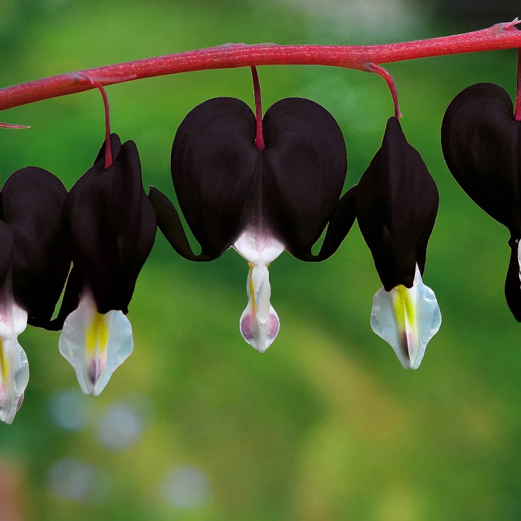 Heart Dicentra Spectabilis plant