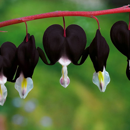 Heart Dicentra Spectabilis plant