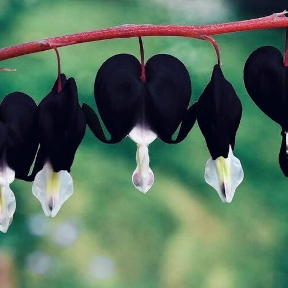 Heart Dicentra Spectabilis plant