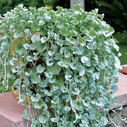 Dichondra Silver flower seeds