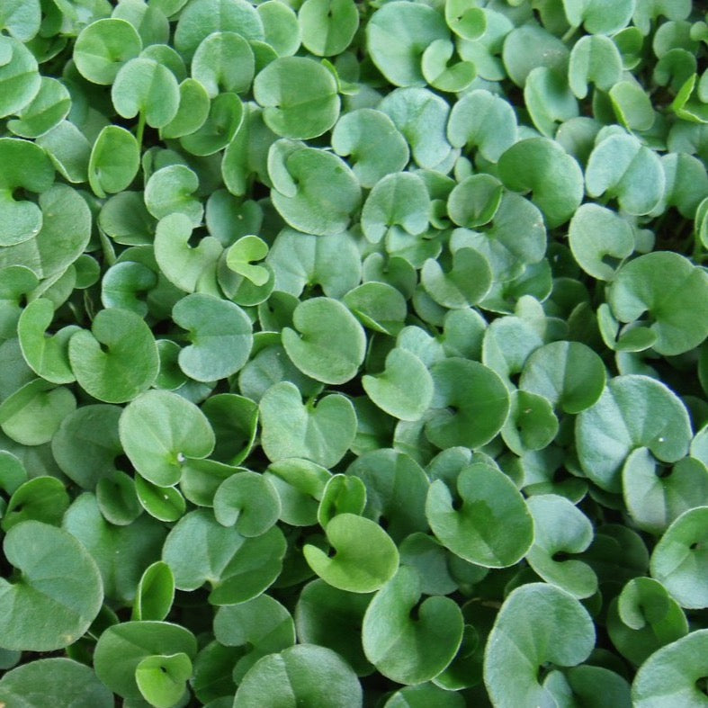 Dichondra Repens flower seeds