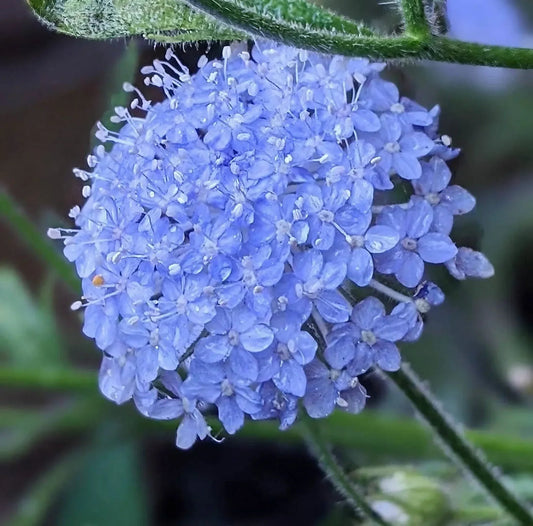 Blue Didiscus flower seeds