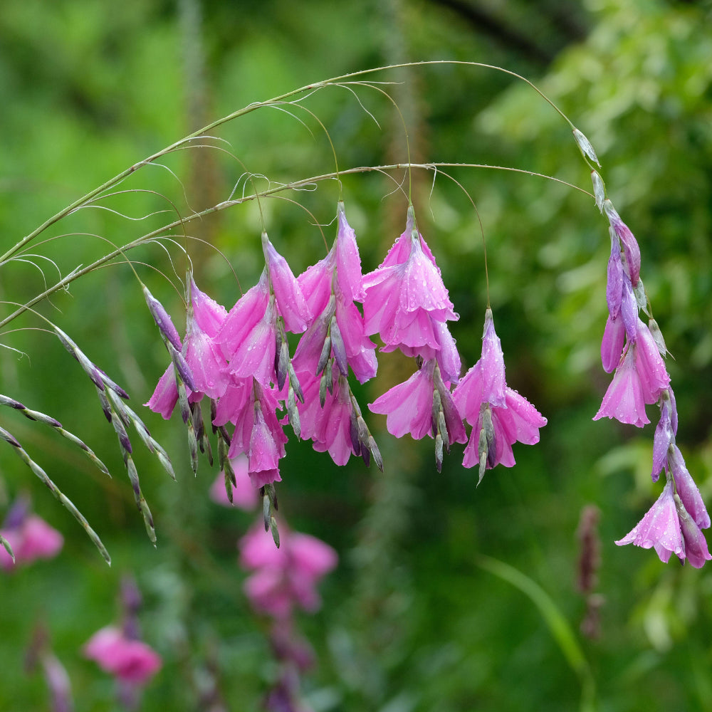 Lavender Dierama flower seeds