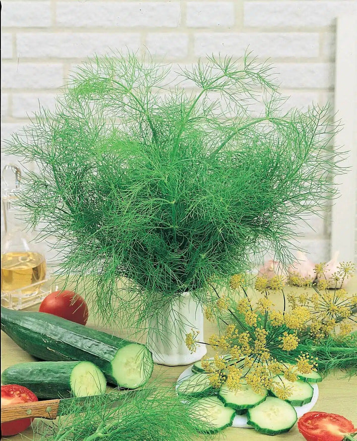Bouquet Dill Herb Seeds growing with feathery green foliage and yellow flower clusters