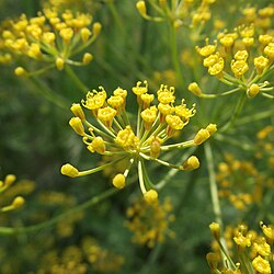 Yellow Mammoth Dill plant