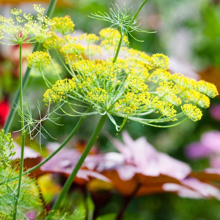 Yellow Mammoth Dill plant