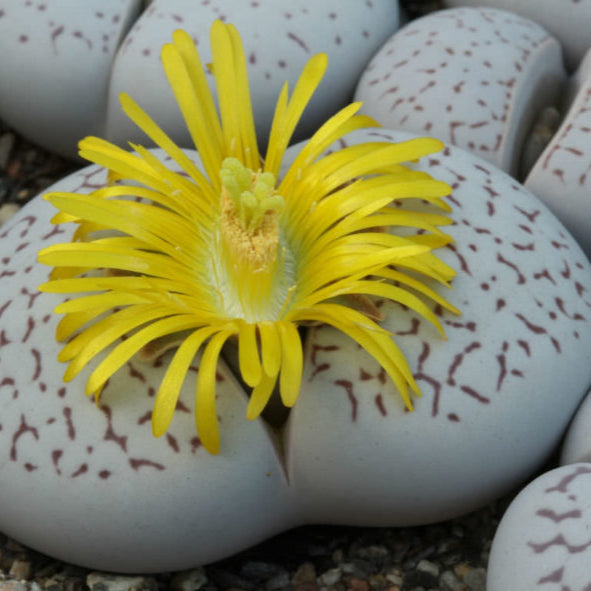 Dinteranthus flower seeds