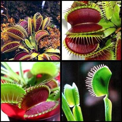 Mélange de graines de dionée attrape-mouche à planter – Plantes carnivores d'intérieur et de jardin tourbière