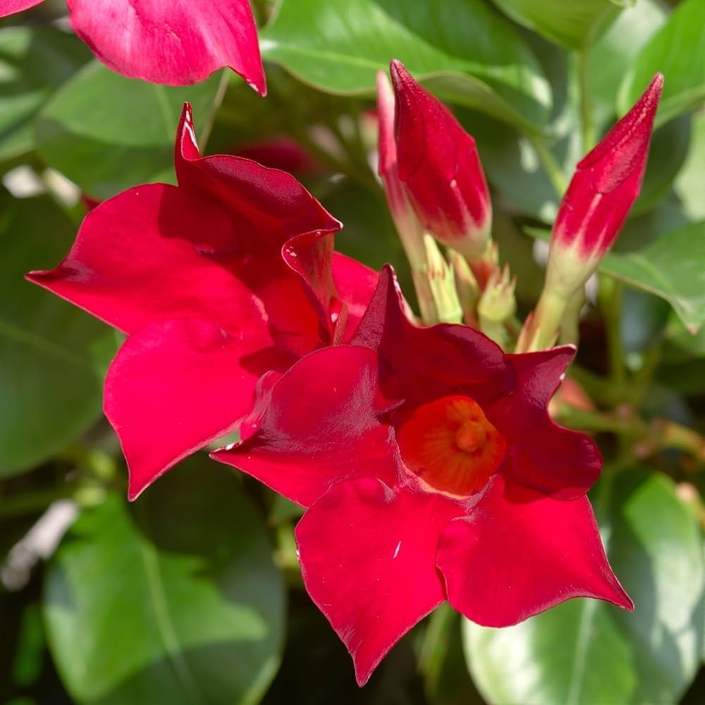 Red Dipladenia flower seeds