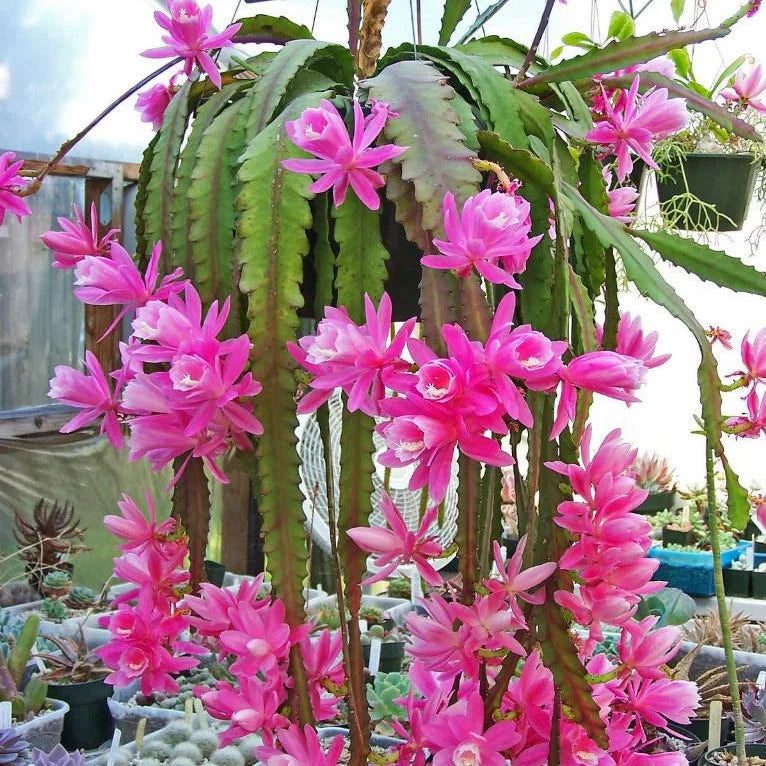Pale Pink flower seeds