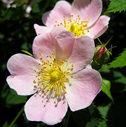 Rosa Canina Rose plant