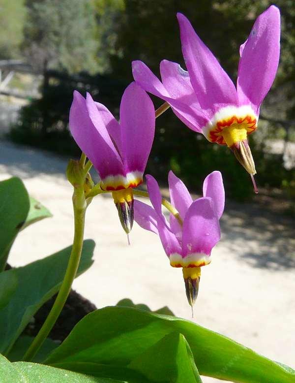 Pink White flower seeds