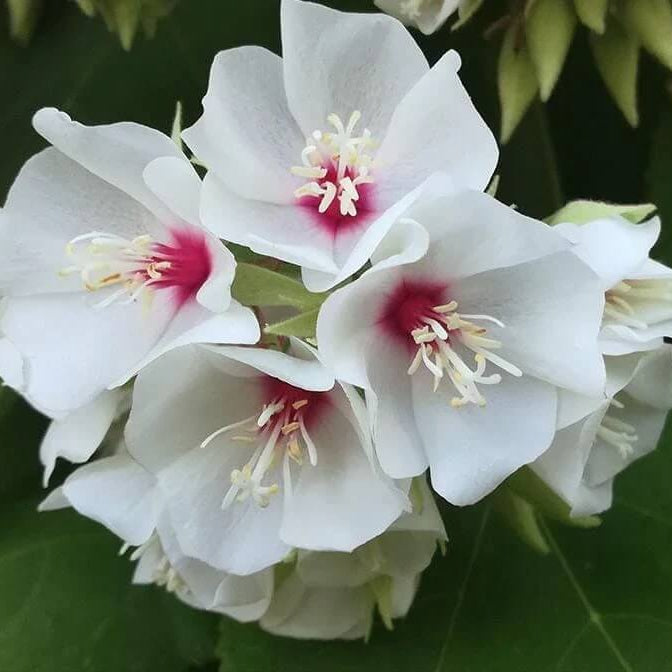 Dombeya Bourgassiae plant