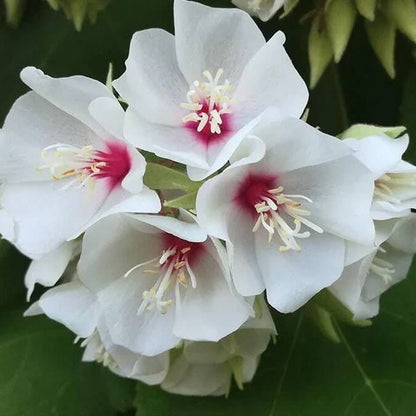 Dombeya Bourgassiae plant
