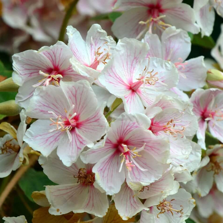 Dombeya Bourgassiae plant
