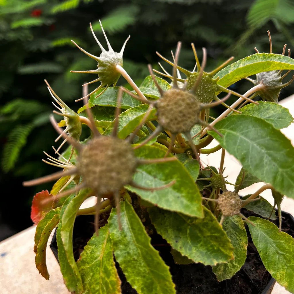 Dorstenia Lavrani flower seeds
