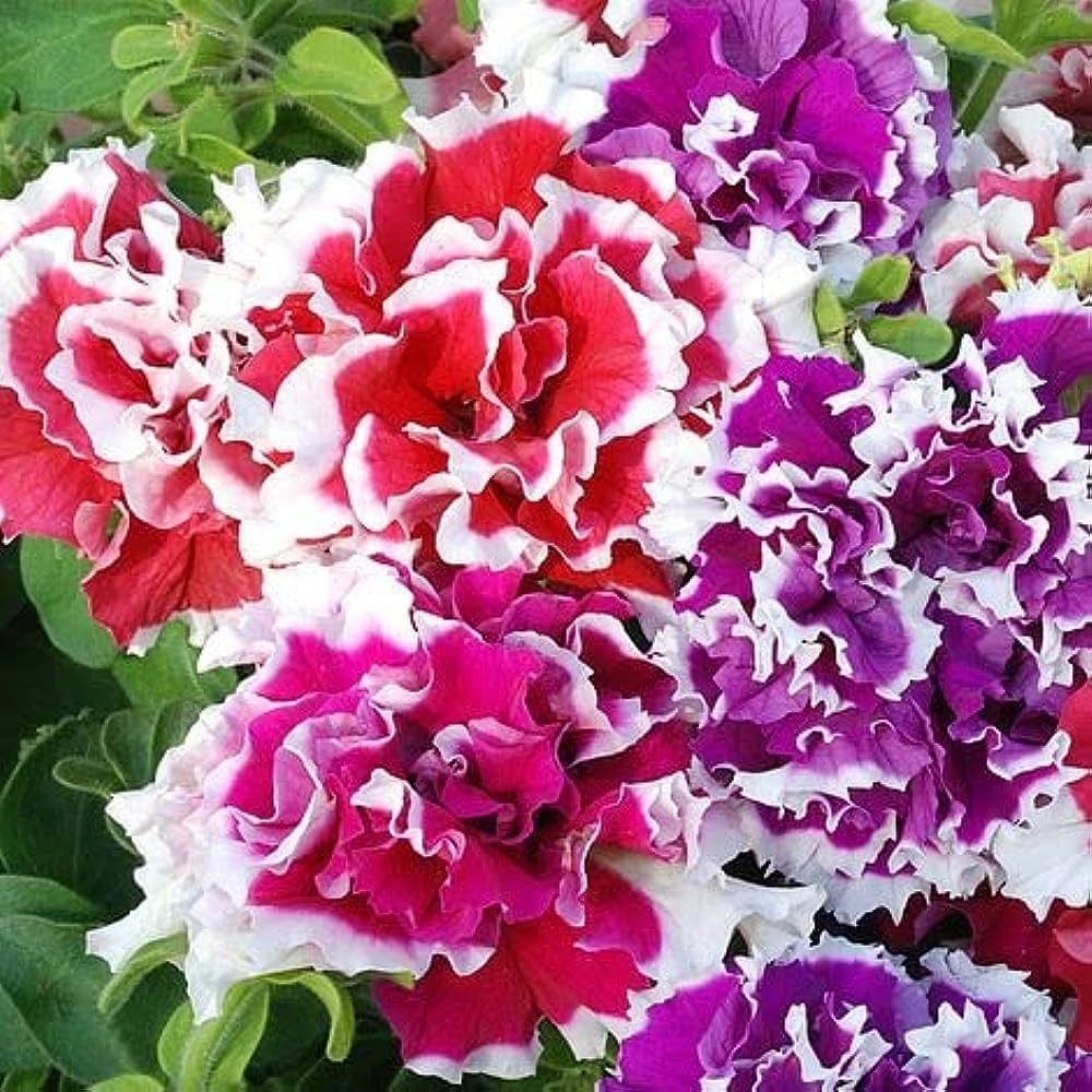 Double Pink flower seeds