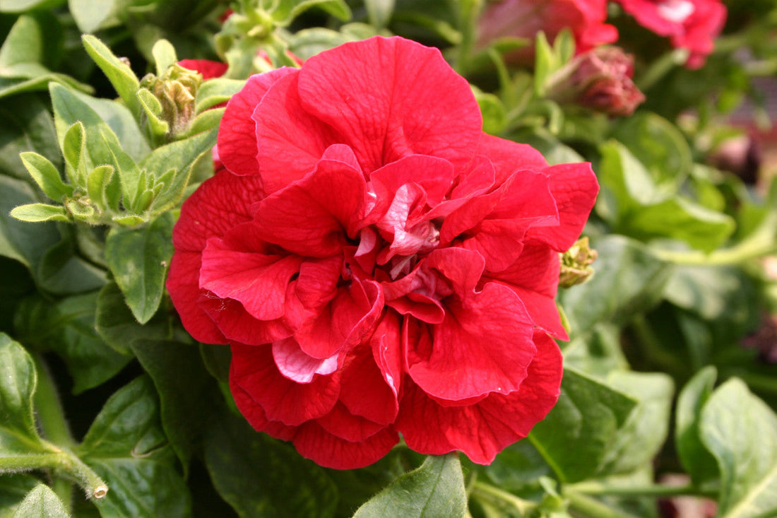 Double Wave flower seeds