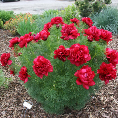 Flowering Fernleaf Peony plant