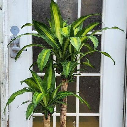 Dracaena Compacta plant