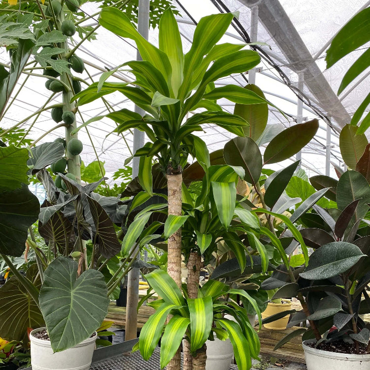 Dracaena Compacta plant