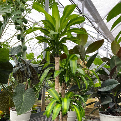 Dracaena Compacta plant