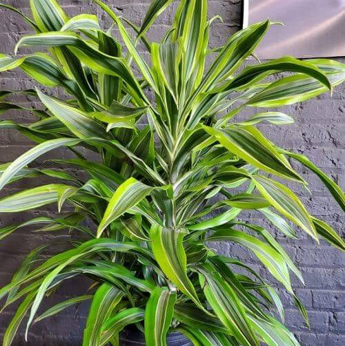 Dracaena Compacta plant