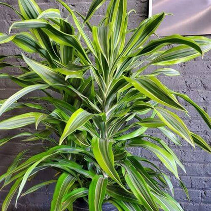 Dracaena Compacta plant