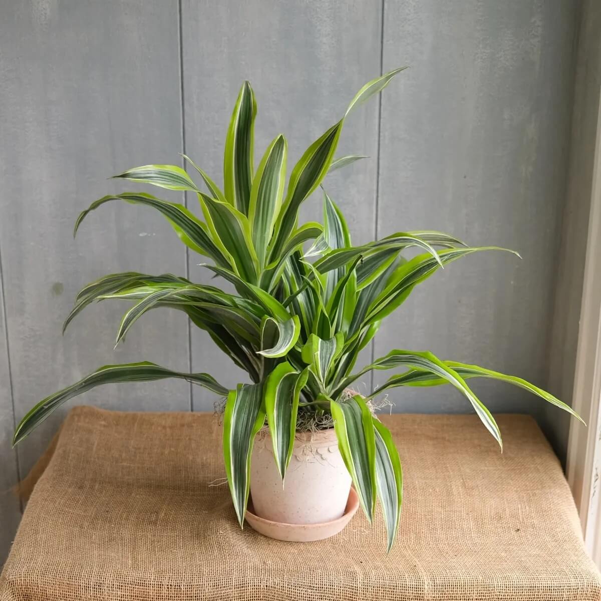 Dracaena plant
