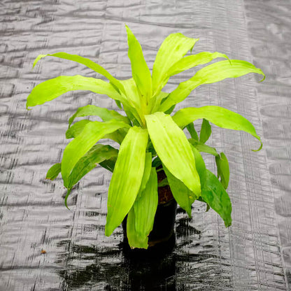 Dracaena plant