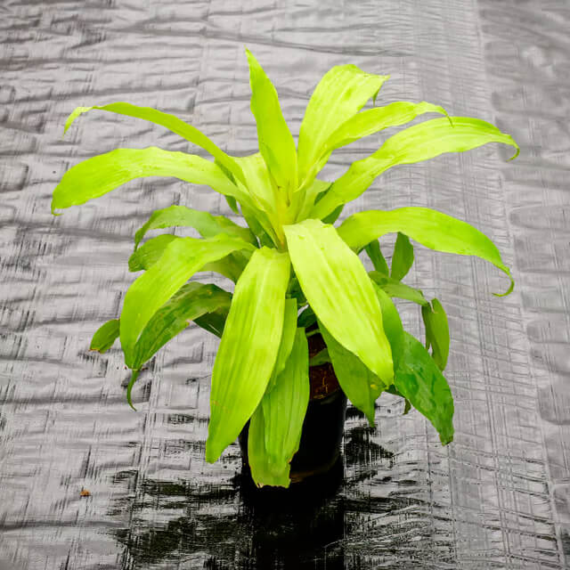 Dracaena Warneckii plant