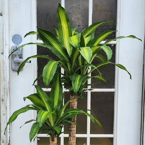 Dracaena Warneckii plant