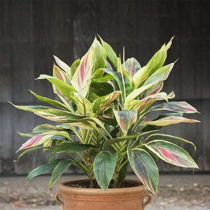 Dracaena Warneckii plant