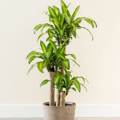 Dracaena Warneckii plant