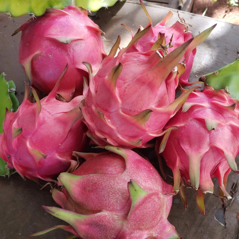 Red Pitaya fruit seeds for planting with red dragon fruit