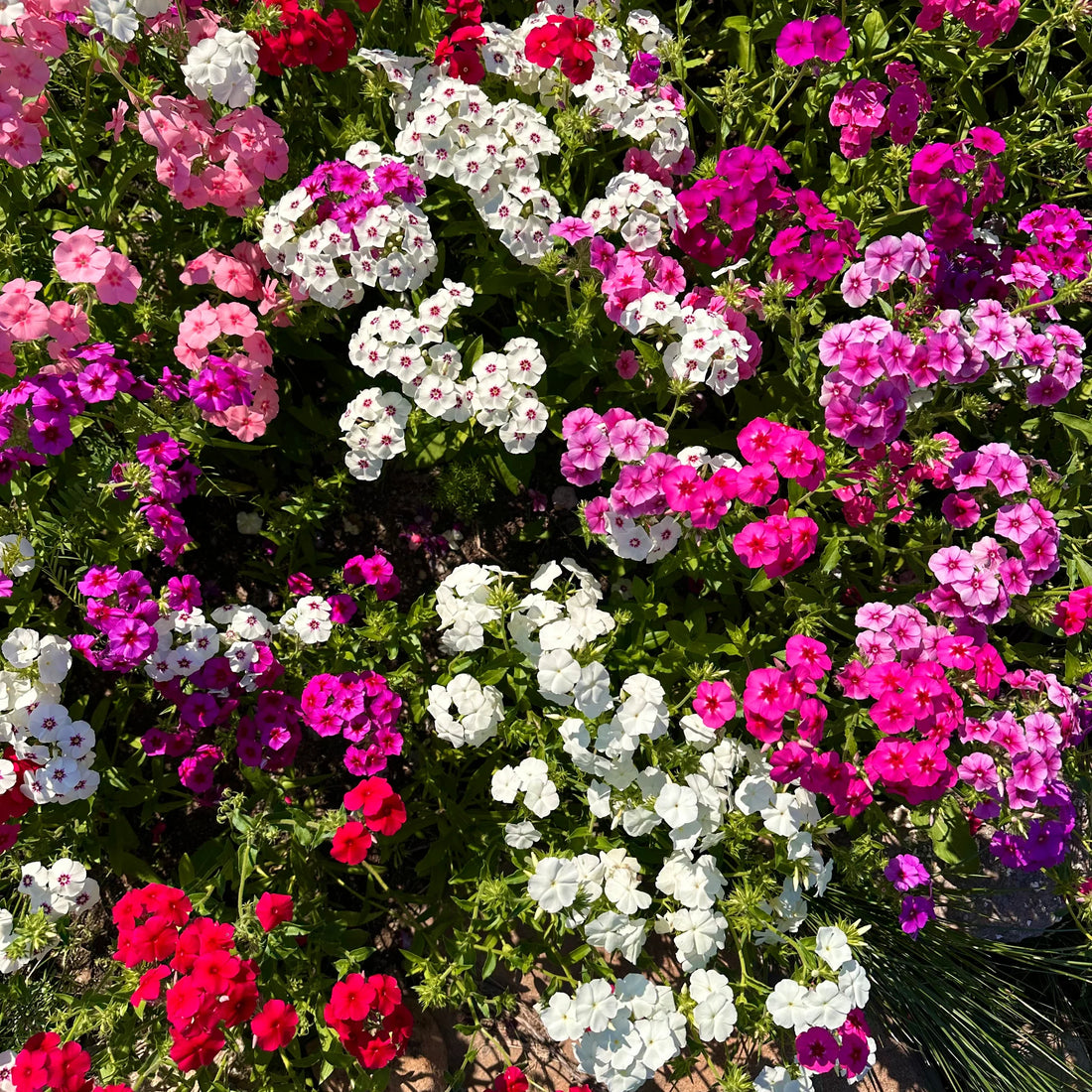 Drummond flower seeds