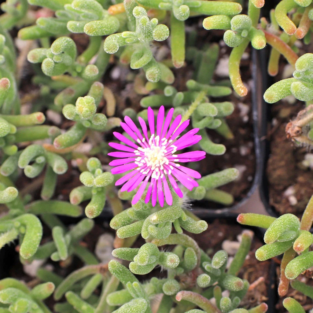 Drosanthemum Hispidum flower seeds