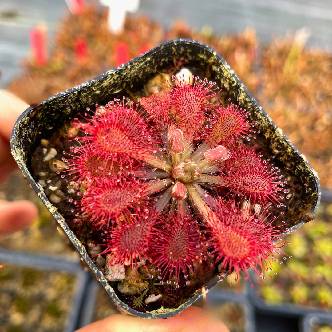 Light Pink flower seeds