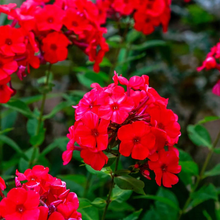 Drummond plant