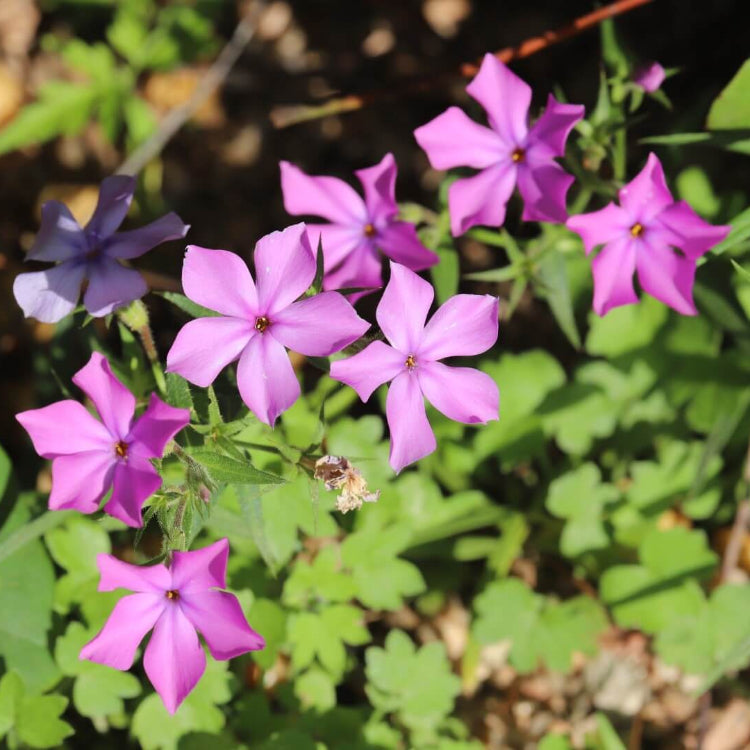 Drummond plant