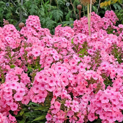 Drummond plant