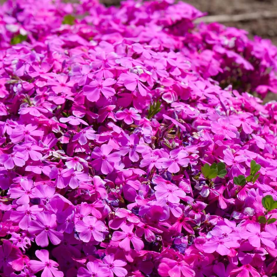 Drummond plant