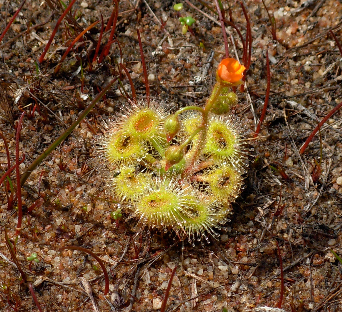 Drosera Glanduligera flower seeds