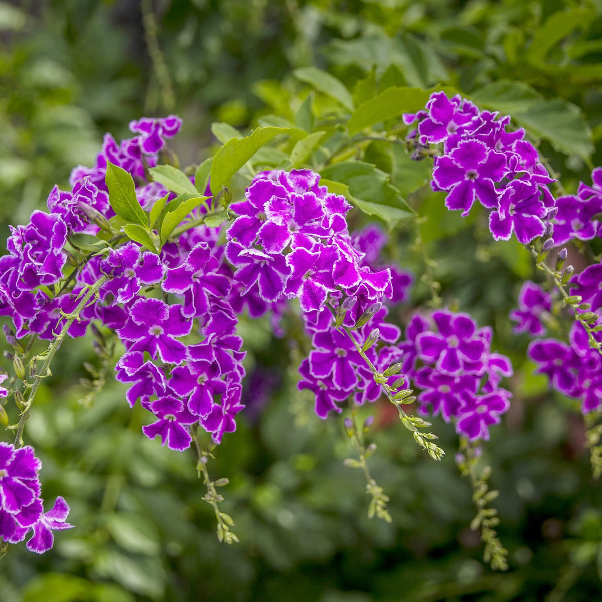 Erecta Duranta plant
