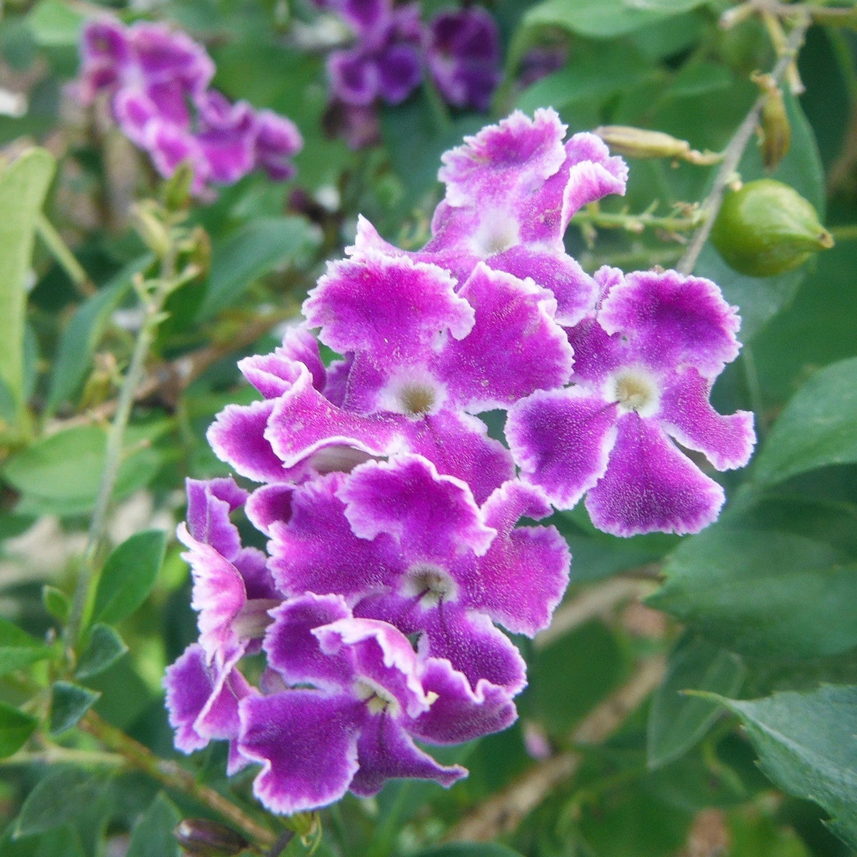 Erecta Duranta plant