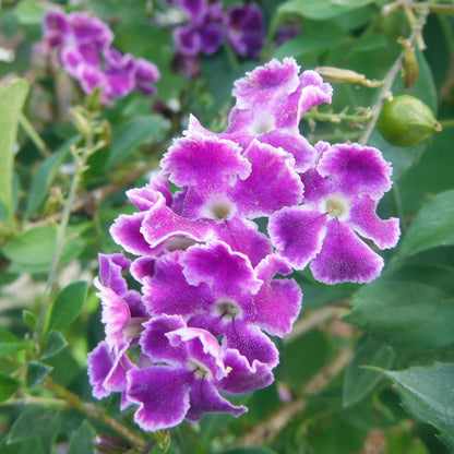 Erecta Duranta plant